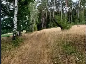 Prodej lesa, Červená Řečice, 496 m2