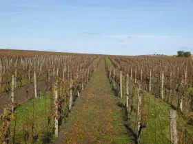 Dražba pozemku, Velké Bílovice, 1672 m2