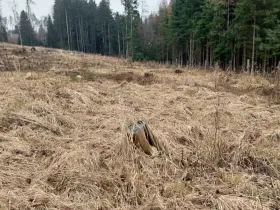 Prodej lesa, Široký Důl, 1408 m2