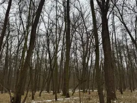 Prodej lesa, Přerov nad Labem, 2268 m2