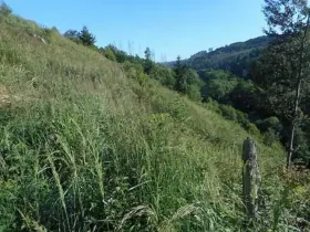 Prodej lesa, Brtnice, 7135 m2