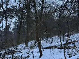 Prodej lesa, Kralupy nad Vltavou, 20392 m2