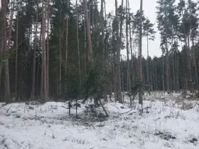 Prodej lesa, Častrov, 1295 m2