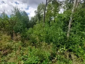 Prodej lesa, Cerekvička-Rosice, 2498 m2