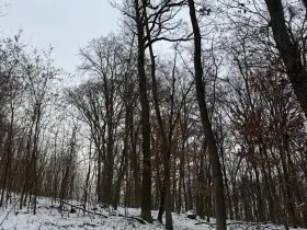 Prodej podílu lesa, Šitbořice, 1075 m2