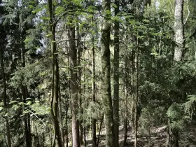 Prodej lesa, Dobřany, 12043 m2