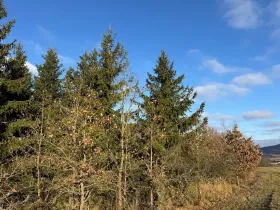 Prodej lesa, Poleň, 7982 m2