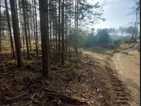 Prodej lesa, Načeradec, 2043 m2