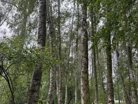 Prodej lesa, Morkovice-Slížany, 4887 m2