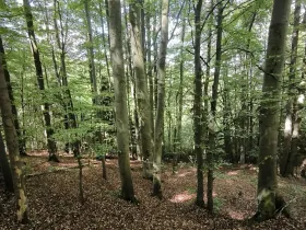 Prodej lesa, Nový Hrozenkov, 21241 m2