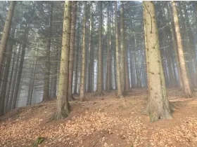 Dražba lesa, Horní Bečva, 4284 m2