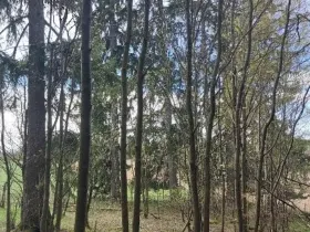 Prodej lesa, Žirovnice, 1258 m2