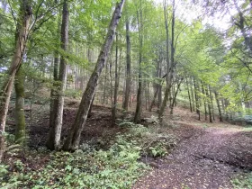 Prodej louky, Strážná, 212 m2