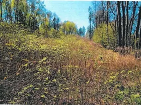 Prodej lesa, Skorkov, 2840 m2