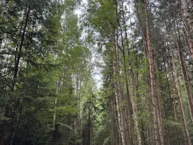 Prodej lesa, Řevničov, 11311 m2