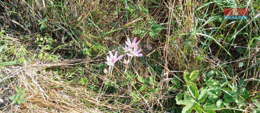 Prodej louky, Chyňava, 11196 m2