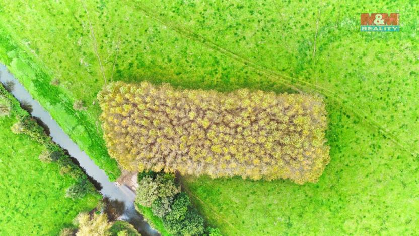 Prodej lesa, Skřivany, 1461 m2