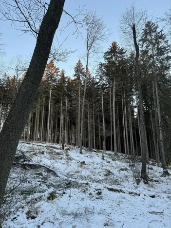 Prodej podílu lesa, Smilovy Hory, 1876 m2