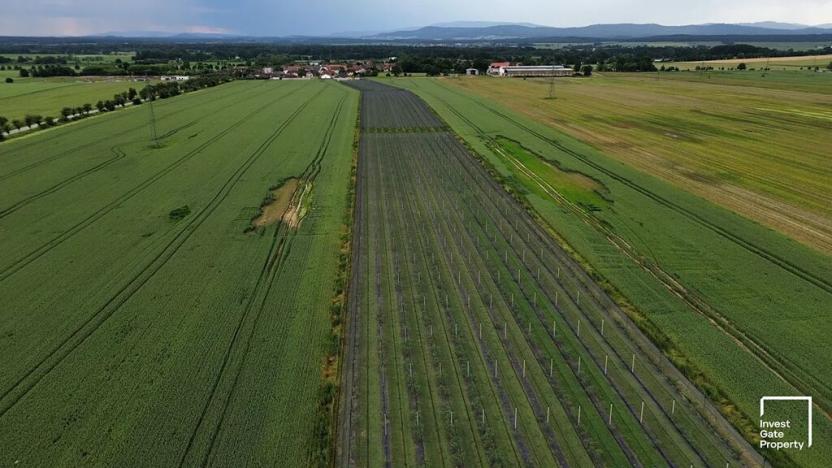 Prodej zemědělského objektu, Čejkovice, 32904 m2