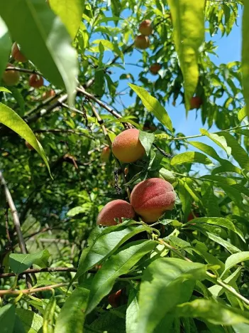 Prodej chaty, Bořenovice, 62 m2