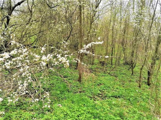 Prodej podílu pozemku pro bydlení, Veselá, 340 m2