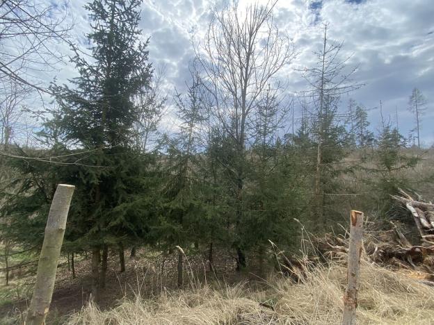 Prodej lesa, Kožichovice, 1273 m2