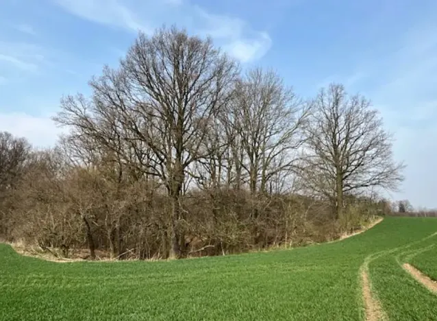 Dražba lesa, Markvartovice, 2019 m2