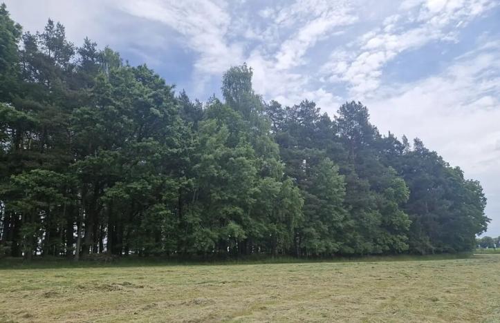 Prodej lesa, Paceřice, 4924 m2