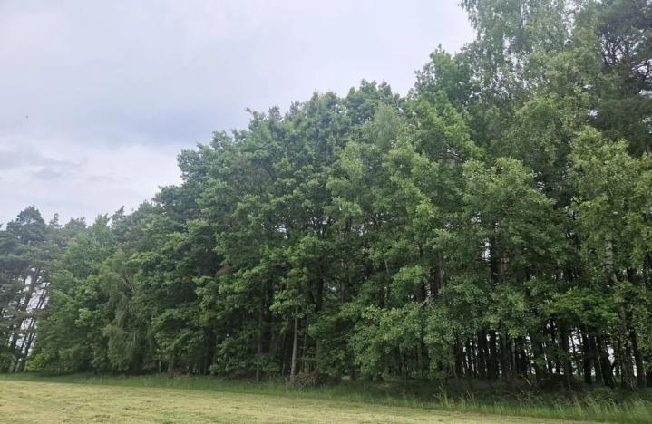 Prodej lesa, Paceřice, 4924 m2