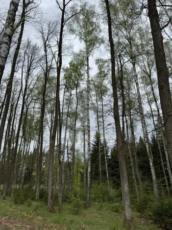 Prodej lesa, Bednáreček, 19864 m2