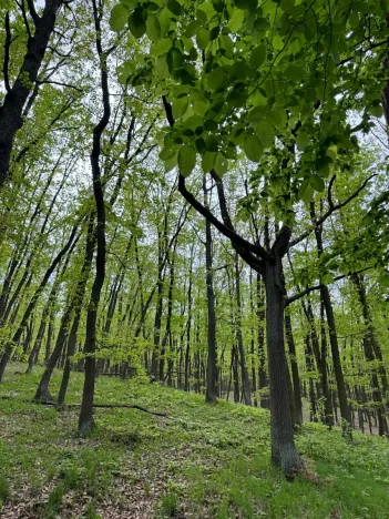 Prodej lesa, Brno, 2492 m2