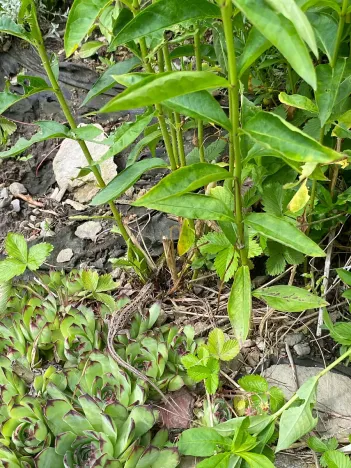 Prodej rodinného domu, Česká Metuje, 221 m2