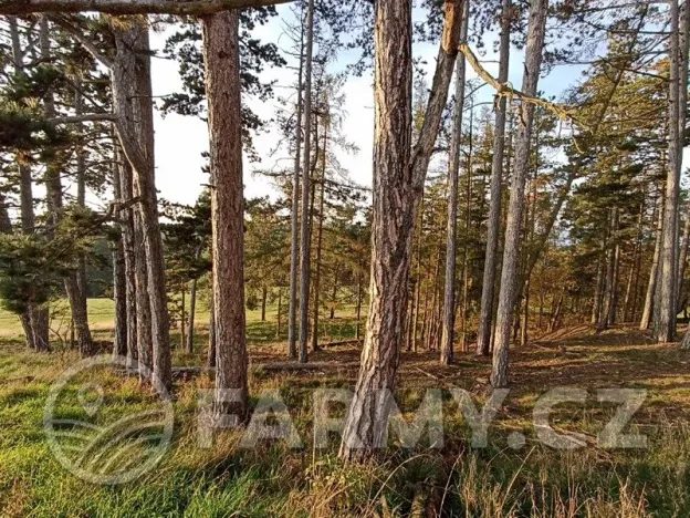 Prodej lesa, Močerady, 47118 m2