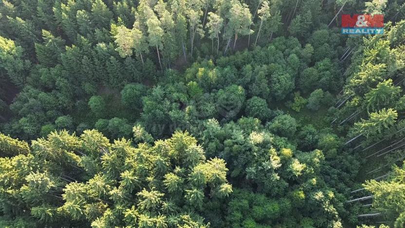 Prodej lesa, Tábor - Horky, 5139 m2