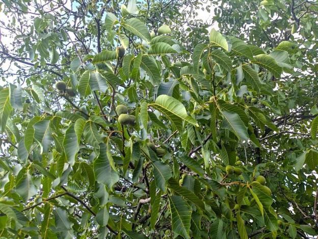 Prodej chaty, Teplice, Bratislavská, 30 m2