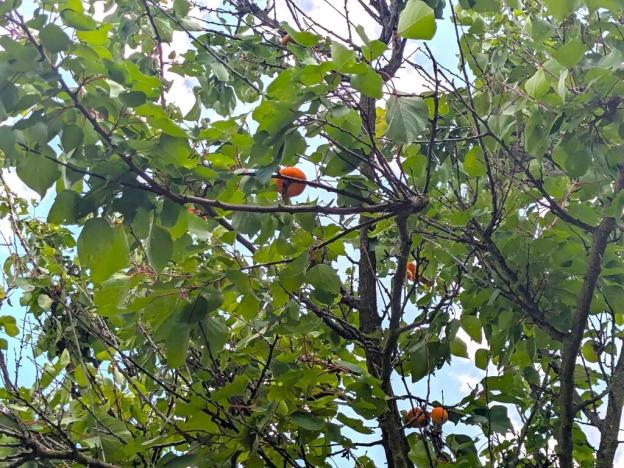 Prodej chaty, Teplice, Bratislavská, 30 m2