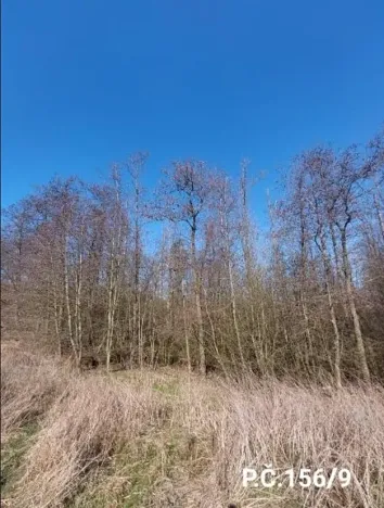 Prodej lesa, Jihlava, 52928 m2