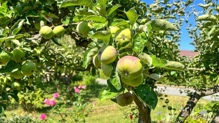 Prodej chaty, Plzeň, 15 m2