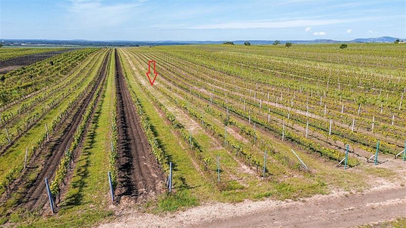 Prodej pole, Velké Bílovice, 3706 m2