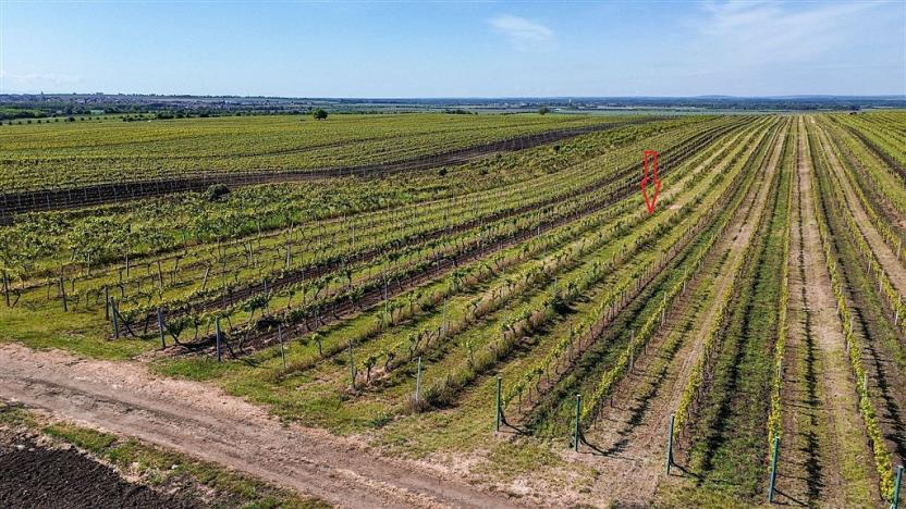 Prodej pole, Velké Bílovice, 3706 m2