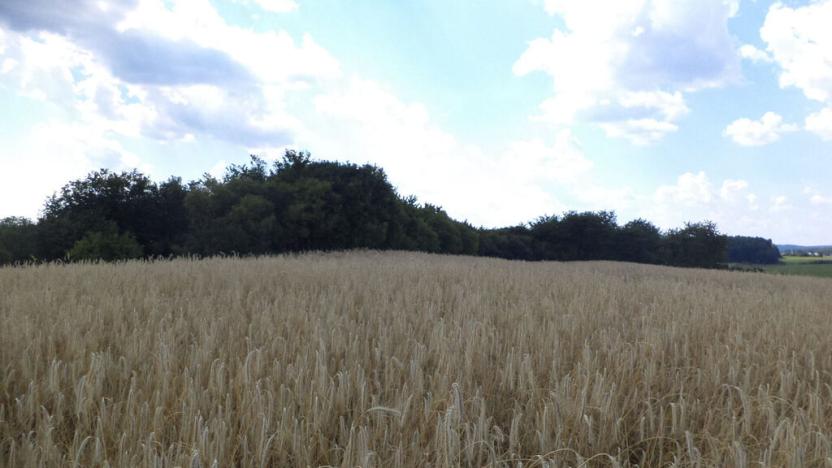 Prodej pozemku, Tachov, 27085 m2