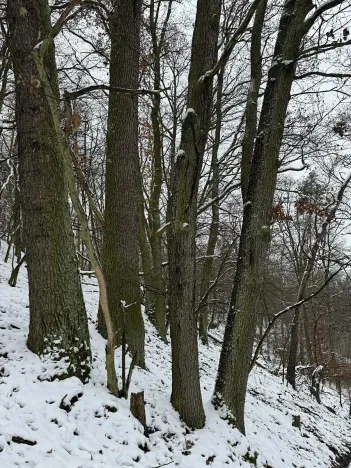 Prodej podílu lesa, Vysoká, 2782 m2