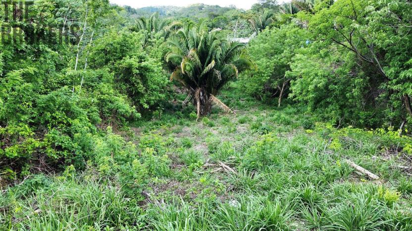 Prodej pozemku, Coxen Hole, Roatán, Honduras, 716 m2