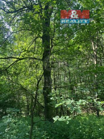 Prodej lesa, Mírová pod Kozákovem - Sekerkovy Loučky, 5461 m2