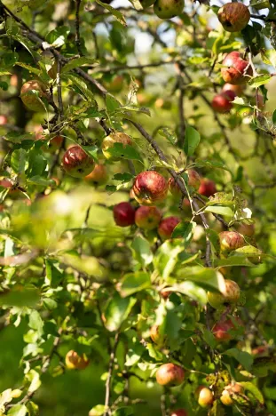 Prodej chaty, Kunovice, Ve Strhanci, 47 m2