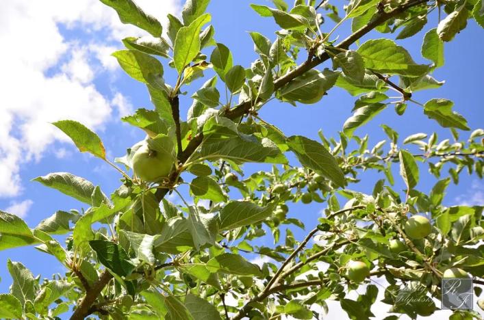 Prodej rodinného domu, Kraslice, Pod lesem, 135 m2