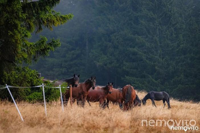 Prodej bytu 2+kk, Rokytnice nad Jizerou, 63 m2