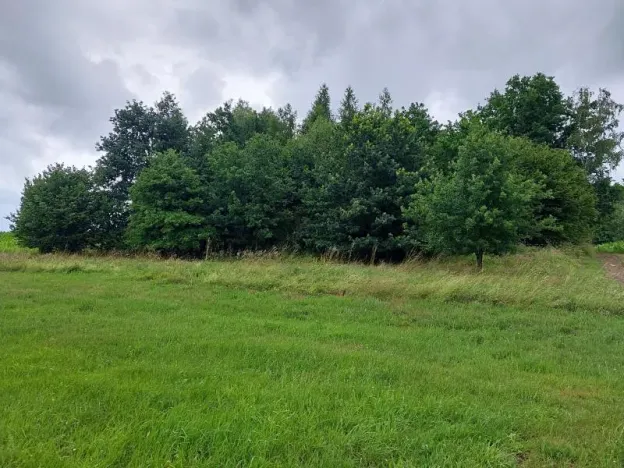 Prodej lesa, Hospříz, 1133 m2