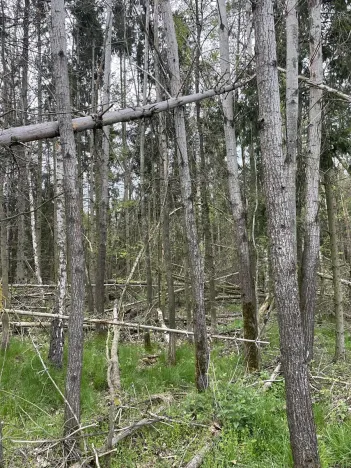 Prodej lesa, Hradiště, 3845 m2