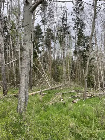 Prodej lesa, Hradiště, 3845 m2